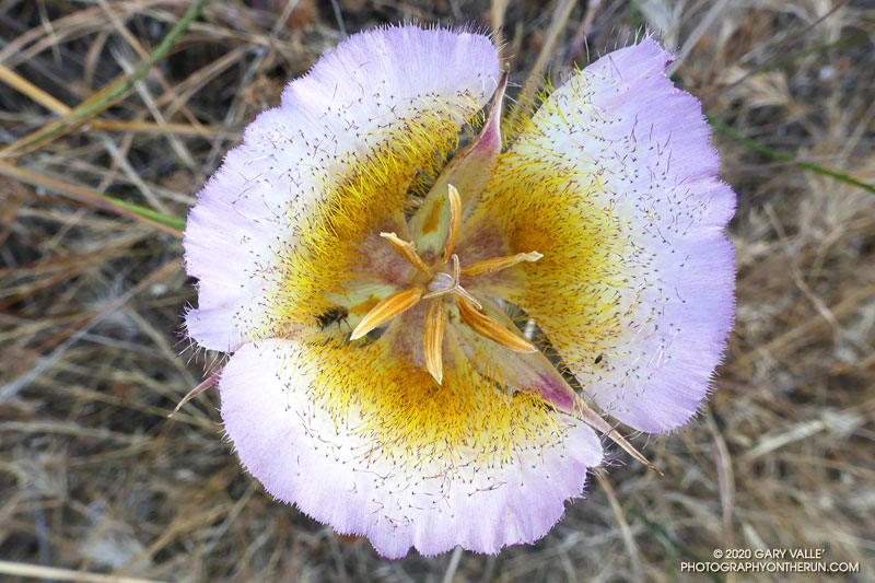 Plummer's mariposa lily (Calochortus plummerae) along the Chamberlain segment of the Backbone Trail. Some would argue that this is Weed’s mariposa lily (Calochortus weedii var. intermedius). The determination would probably require genetic analysis. June 7, 2020.