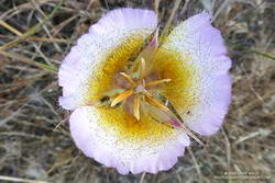 Plummer's mariposa lily along the Chamberlain segment of the Backbone Trail