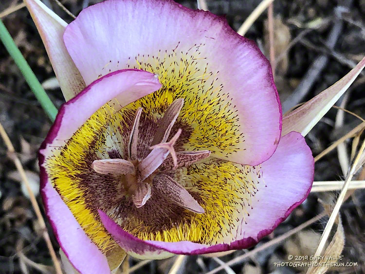 Plummer's mariposa lilies (Calochortus plummerae) along the Garapito Trail in the Santa Monica Mountains. June 29, 2019.