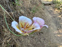 Plummer's mariposa lily along the Garapito Trail. (thumbnail)