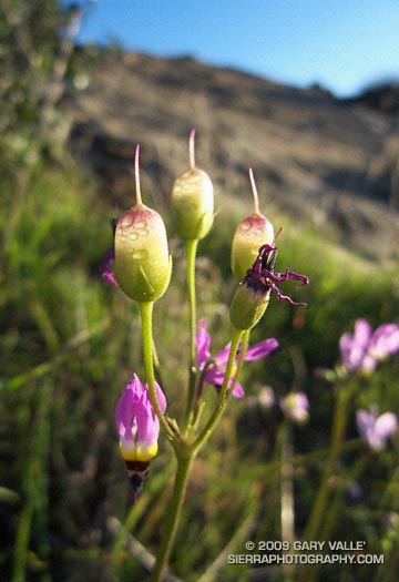 Seed capsules of shooting star (Dodecatheon clevelandii ssp. patulum)