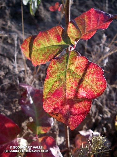 Poison Oak (Toxicodendron diversilobum)