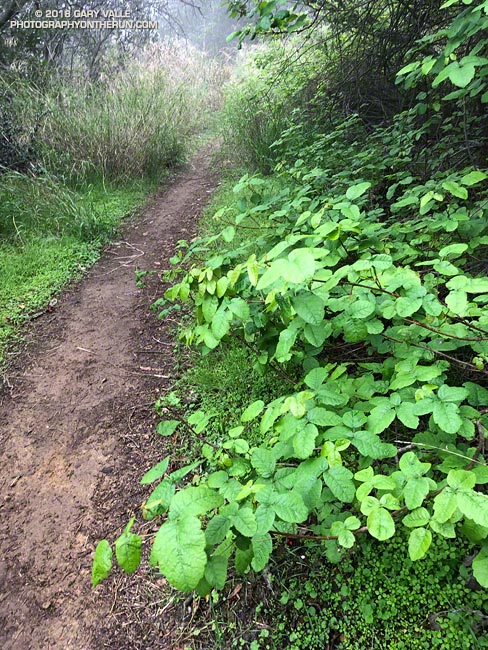 Poison Oak Along the Backbone Trail