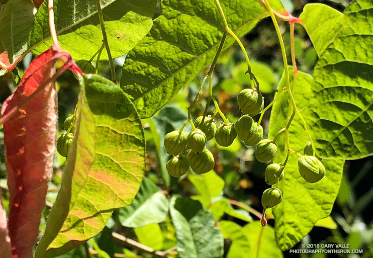 Poison Oak Berries Along the Gabrielino Trail