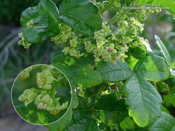 Poison oak flowers