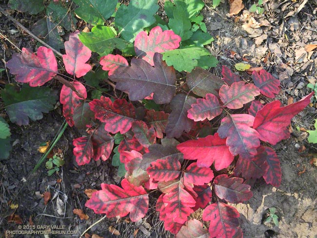 Poison oak along a trail in the Santa Monica Mountains