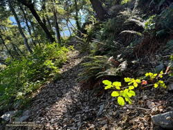 Poison oak along the Rim Trail.