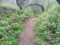 Thriving poison Oak along the Santa Ynez Canyon Trail.