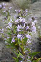 Flowers of Poodle-dog Bush (Eriodictyon parryi) near Three Points