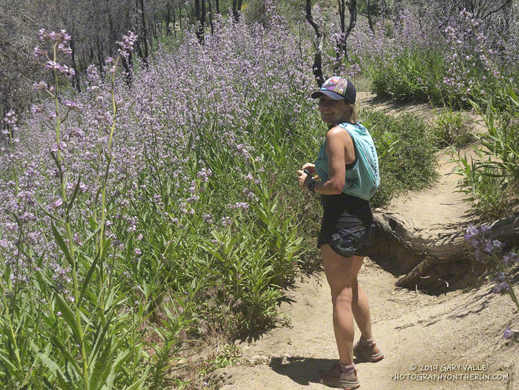 Poodle-dog bush (Eriodictyon parryi) growing along the Mt. Wilson Trail about a half-mile from the top.