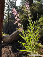 Poodle-dog bush (Eriodictyon parryi) near the top of Mt. Wilson.