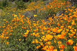 California poppies and bush sunflowers along the Old Boney Trail
