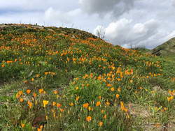 California poppies in Las Virgenes Canyon