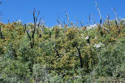 Remnants of scrub oak burned in the 2009 Station Fire