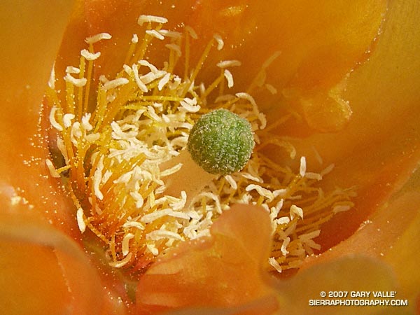 Closer view of the stamens and pistil of a prickly pear on Lasky Mesa in Upper Las Virgenes Canyon Open Space Preserve.