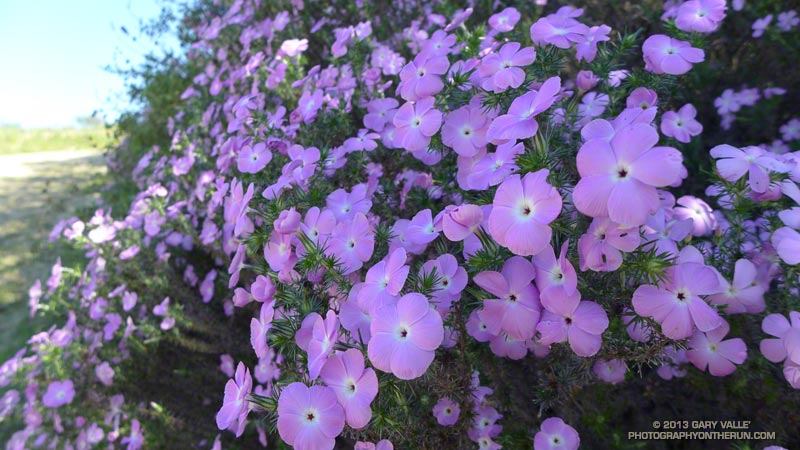 Prickly phlox along Calabasas Peak Mtwy.