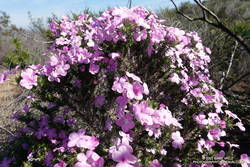 Prickly phlox along Overlook Fire Road
