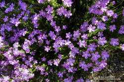 Prickly phlox along the Stone Canyon Trail