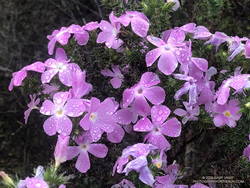 Prickly phlox along East Topanga Fire Road