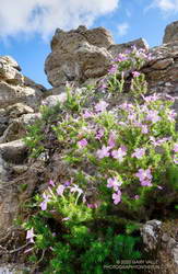 Prickly phlox blooming near the summit of Castle Peak.