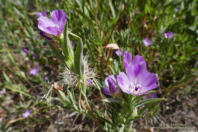 Purple Clarkia (Clarkia purpurea) along East Las Virgenes Canyon Road/Trail in Upper Las Virgenes Canyon Open Space Preserve (Ahmanson Ranch). May 13, 2020.
