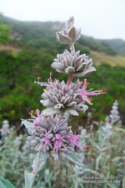 Purple sage on the Secret Trail.