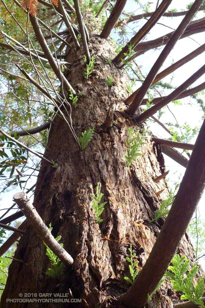 Epicormic sprouts along the trunk of a drought-stressed coast redwood in Malibu Creek State Park. July 3, 2016.