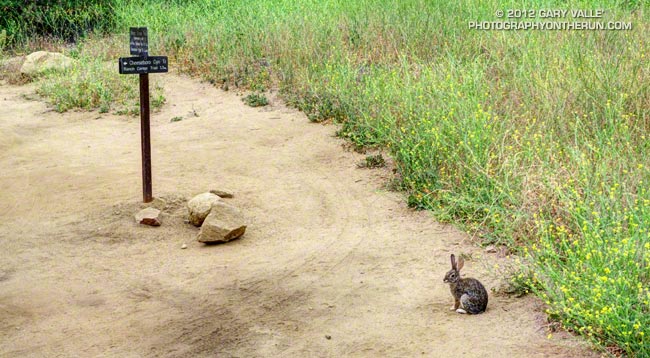 A rabbit waits at the top of Cheeseboro Canyon