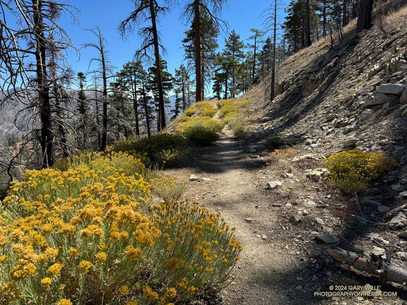 Rabbitbrush along the PCT east of Winston Peak.