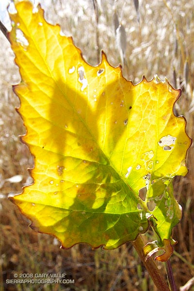 Sun-parched mustard leaf at Ahmanson Ranch.