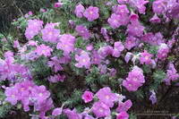 Rain-soaked prickly phlox (Linanthus californicus)