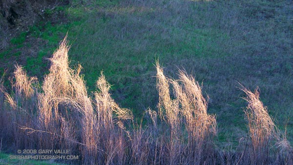 Contrasting forms on East Las Virgenes Creek.