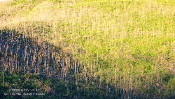 Textures and patterns on a rain greened hillside.
