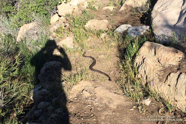 Rattlesnake on the PCT east of San Francisquito Canyon.