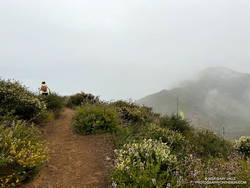 Running into the clouds on the Ray Miller Trail, early in the Malibu Canyon 50K. (thumbnail)