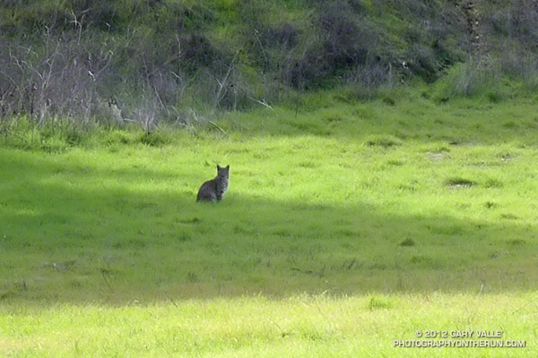 Bobcat at Reagan Ranch, Malibu Creek State Park