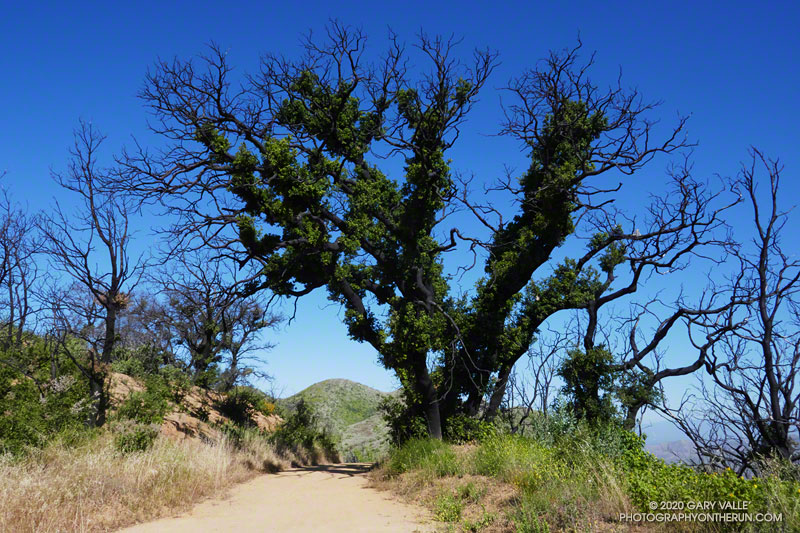 Epicormic sprouting of new foliage on a large coast live oak on the Mesa Peak Mtwy segment of the Backbone Trail, east of the Corral Canyon Trailhead. The oak was burned in the November 2018 Woolsey Fire. May 24, 2020.