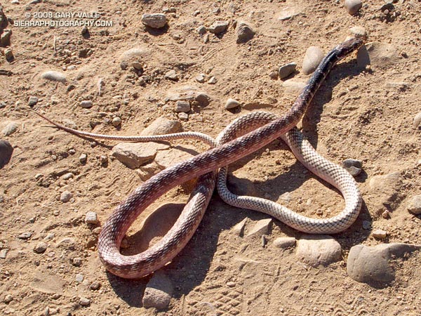Red coachwhip snake (Masticophis flagellum piceus) on the Chumash Trail, near Simi Valley, California.