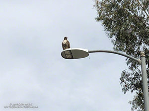 Red-tailed hawk waiting to retrieve a dropped gopher snake at Ahmanson Ranch.