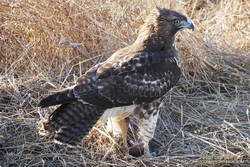 Red-tailed hawk with a just-killed field mouse or other small rodent