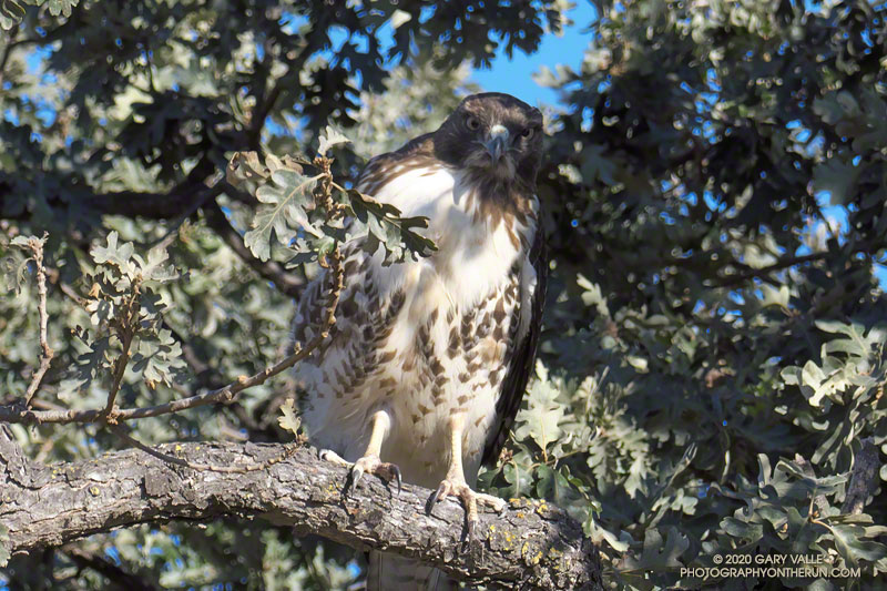 Partially camouflaged red-tailed hawk in a valley oak