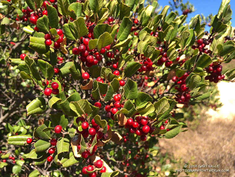 Hollyleaf Redberry Along the Sage Ranch Loop Trail