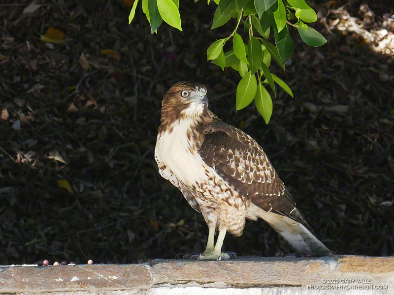 The piercing gaze of a red-tailed hawk near the entrance to Upper Las Virgenes Canyon Open Space Preserve
