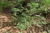 Basal sprouting of coast redwood at Malibu Creek State Park