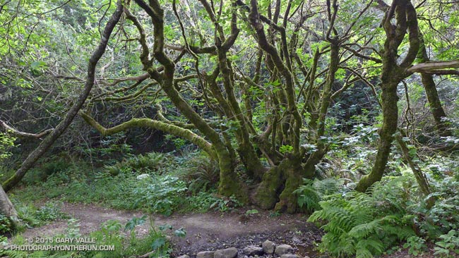 Greenery along the Redwood Creek Trail