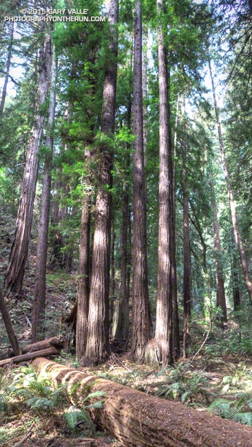 One of the ways that redwoods reproduce is by clonal sprouting from buds in a basal burl, stump, root, or stem. This produces clusters of trees, such as these trees in the Bohemian Grove in Muir Woods National Monument. Often described as a 