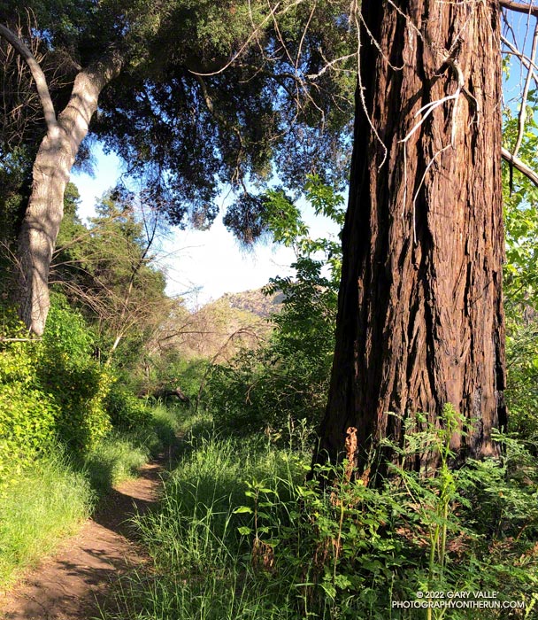 Coast redwood along the Forest Trail in Malibu Creek State Park
