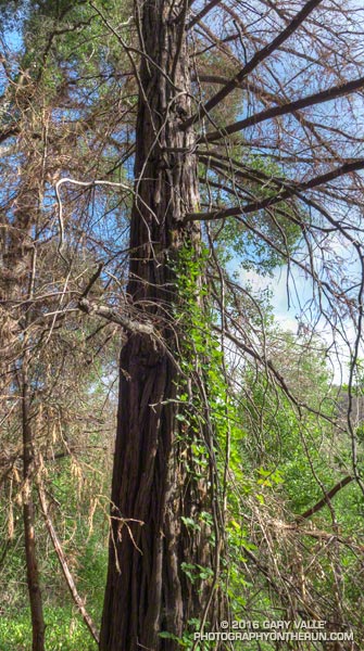 Poison oak climbing up the trunk of an apparently dead coast redwood at Century Lake in Malibu Creek State Park. July 3, 2016.