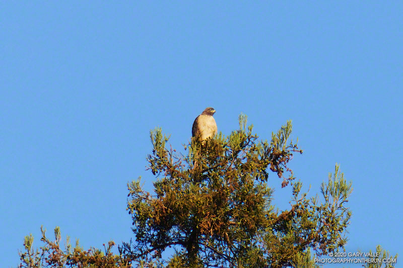 A large red-tailed hawk enjoying the morning sun from the top of a coast redwood in Malibu Creek State Park.