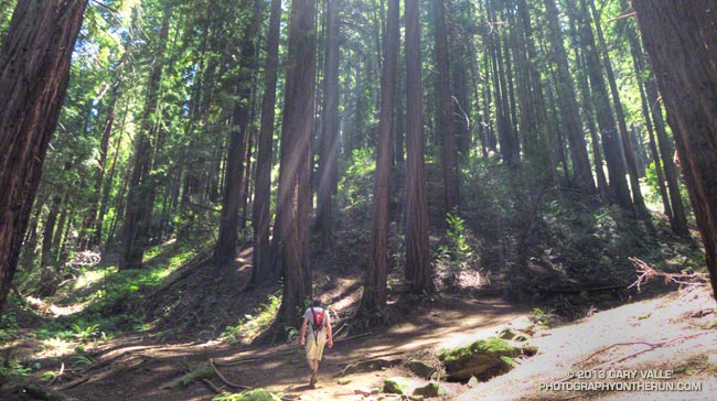 Coast redwoods along the French Trail in Oakland's Redwood Regional Park.